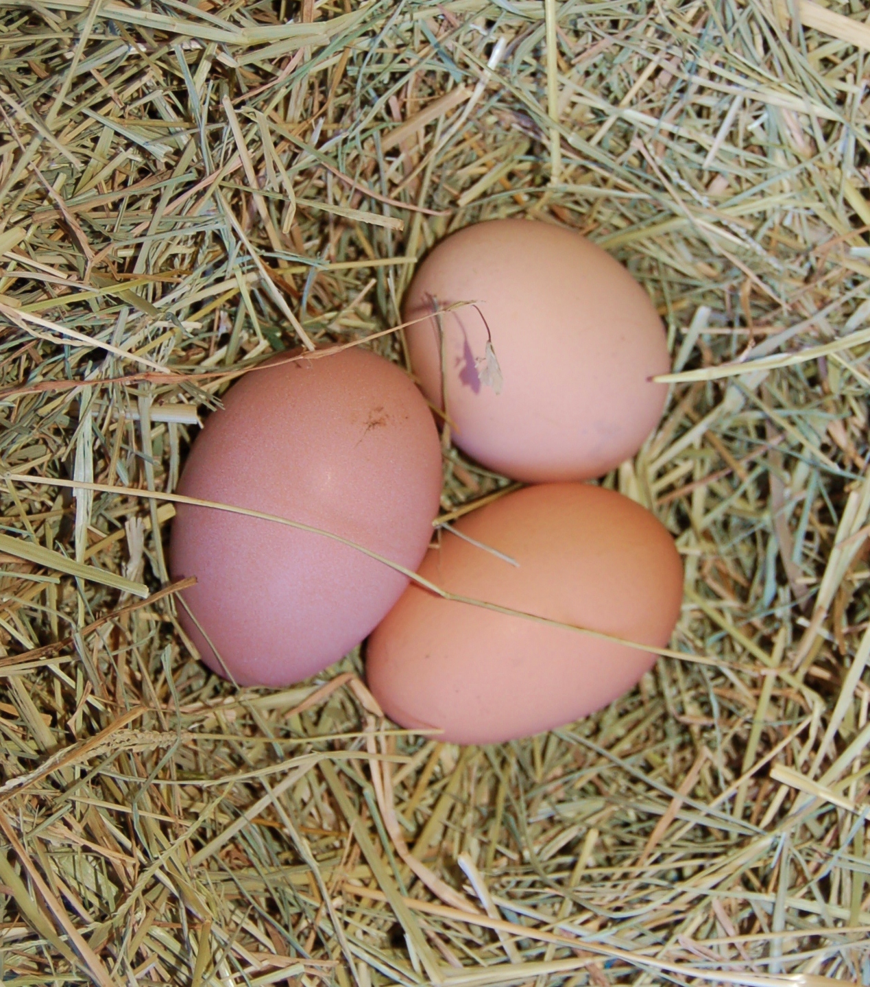 Яйца кур брама. Яйца Брама. Яйцо инкубационное Брама. Курица породы Брама яйца.